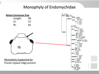 Monophyly of Endomychidae
Nelsen Consensus Tree
Length: 89
CI: 57
RI: 81
Monophyly Supported by:
Fronto-clypeal ridge present
 