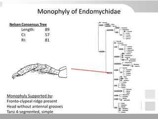 Monophyly of Endomychidae
Nelsen Consensus Tree
Length: 89
CI: 57
RI: 81
Monophyly Supported by:
Fronto-clypeal ridge present
Head without antennal grooves
Tarsi 4-segmented, simple
 