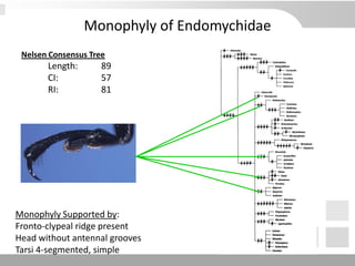 Monophyly of Endomychidae
Nelsen Consensus Tree
Length: 89
CI: 57
RI: 81
Monophyly Supported by:
Fronto-clypeal ridge present
Head without antennal grooves
Tarsi 4-segmented, simple
 