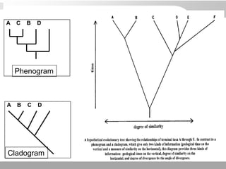 Phenogram
A C B D
A B C D
Cladogram
 