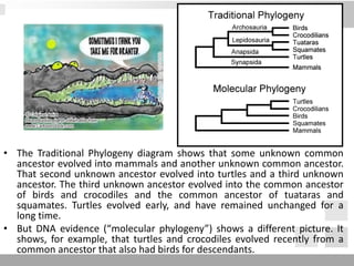 • The Traditional Phylogeny diagram shows that some unknown common
ancestor evolved into mammals and another unknown common ancestor.
That second unknown ancestor evolved into turtles and a third unknown
ancestor. The third unknown ancestor evolved into the common ancestor
of birds and crocodiles and the common ancestor of tuataras and
squamates. Turtles evolved early, and have remained unchanged for a
long time.
• But DNA evidence (“molecular phylogeny”) shows a different picture. It
shows, for example, that turtles and crocodiles evolved recently from a
common ancestor that also had birds for descendants.
 
