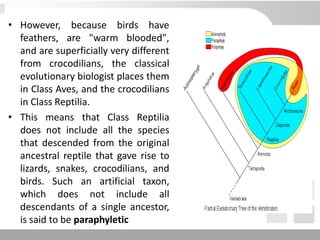 • However, because birds have
feathers, are "warm blooded",
and are superficially very different
from crocodilians, the classical
evolutionary biologist places them
in Class Aves, and the crocodilians
in Class Reptilia.
• This means that Class Reptilia
does not include all the species
that descended from the original
ancestral reptile that gave rise to
lizards, snakes, crocodilians, and
birds. Such an artificial taxon,
which does not include all
descendants of a single ancestor,
is said to be paraphyletic
 