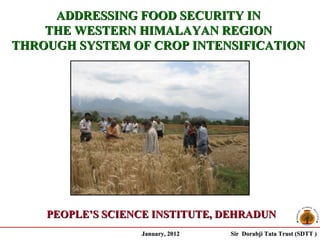 ADDRESSING FOOD SECURITY IN
    THE WESTERN HIMALAYAN REGION
THROUGH SYSTEM OF CROP INTENSIFICATION




    PEOPLE’S SCIENCE INSTITUTE, DEHRADUN
                  January, 2012   Sir Dorabji Tata Trust (SDTT )
 