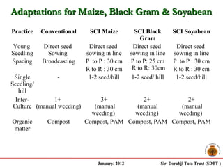 Adaptations for Maize, Black Gram & Soyabean
Practice   Conventional      SCI Maize            SCI Black       SCI Soyabean
                                                    Gram
Young      Direct seed       Direct seed         Direct seed        Direct seed
Seedling     Sowing         sowing in line      sowing in line     sowing in line
Spacing    Broadcasting     P to P : 30 cm      P to P: 25 cm      P to P : 30 cm
                            R to R : 30 cm       R to R: 30cm      R to R : 30 cm
 Single          -           1-2 seed/hill       1-2 seed/ hill     1-2 seed/hill
Seedling/
   hill
  Inter-       1+                3+          2+            2+
 Culture (manual weeding)      (manual     (manual       (manual
                              weeding)     weeding)     weeding)
Organic      Compost        Compost, PAM Compost, PAM Compost, PAM
matter




                                January, 2012                Sir Dorabji Tata Trust (SDTT )
 