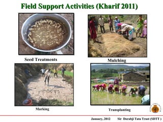 Field Support Activities (Kharif 2011)




                             Seed Treatments
 Seed Treatments                Mulching




      Marking                    Transplanting

                      January, 2012   Sir Dorabji Tata Trust (SDTT )
 