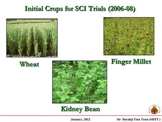 Initial Crops for SCI Trials (2006-08)




Wheat                           Finger Millet




             Kidney Bean
                January, 2012    Sir Dorabji Tata Trust (SDTT )
 