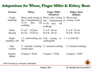 Adaptations for Wheat, Finger Millet & Kidney Bean
     Practice              Wheat                 Finger Millet         Kidney Bean
                                                  (Mandwa)               (Rajma)
      Young         Direct seed sowing in Direct seed sowing in Direct seed
     Seedlings      line / Transplanting of line / Transplanting of sowing in line
                    15-25      days     old 15-20 days old
                    seedlings               seedlings
      Wider         P to P : 15/20cm       P to P : 20 cm          P to P : 25 cm
      Spacing       R to R : 15/20 cm      R to R : 20 cm          R to R : 30 cm

     Single         1-2 seed/seedling per Line sowing       or   1 1-2 seed/ hill
  Seedling / hill   hill                  seedling/hill

       Inter        2+ (manual weeding/ 2+ (manual weeding)        2+ (manual weeding)
      Culture       weeder/rake)

     Organic        Compost + PAM          Compost + PAM           Compost + PAM
      Matter


PAM: Panchgavya, Amritghol, Matkakhad

                                        January, 2012              Sir Dorabji Tata Trust (SDTT )
 