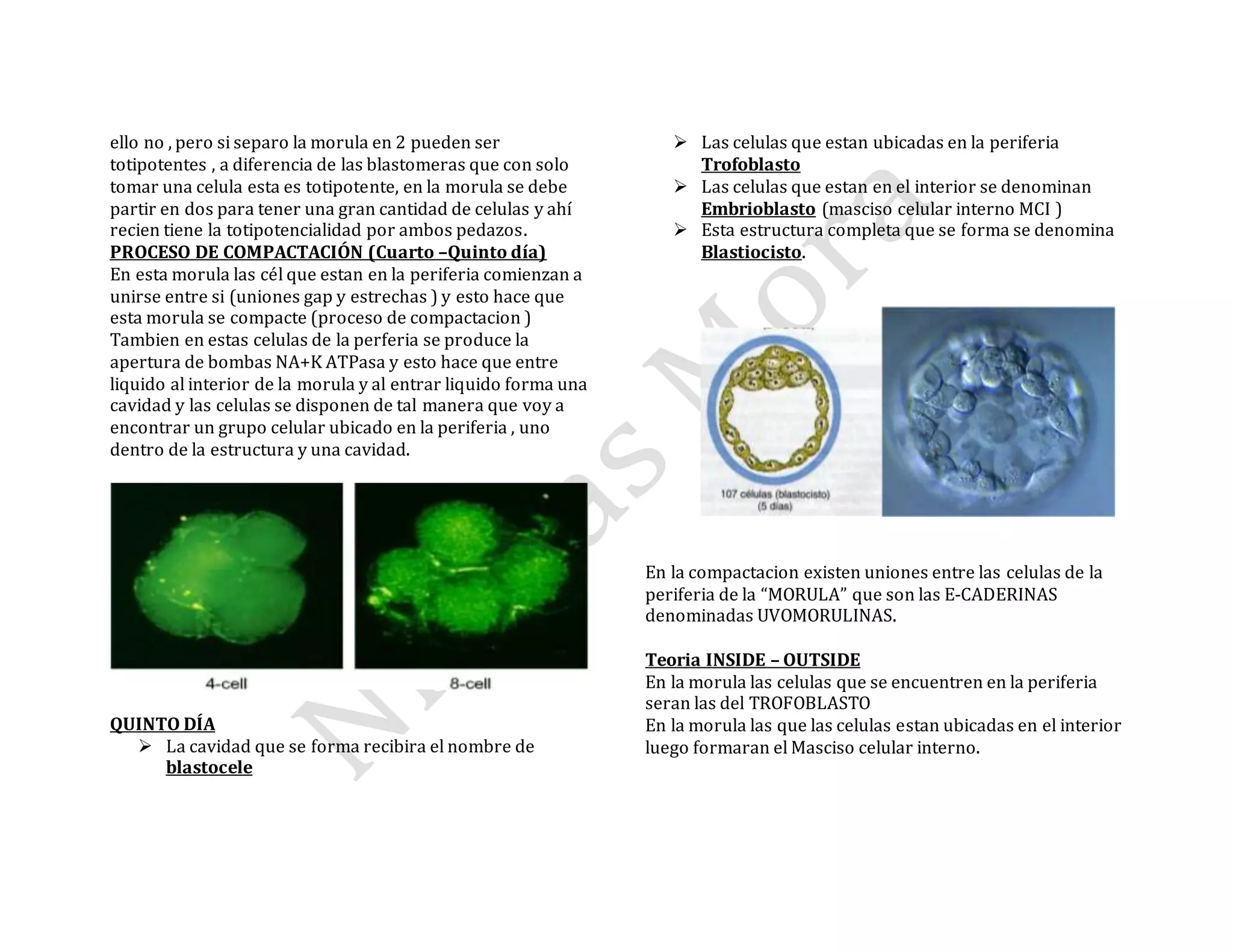 ello no , pero si separo la morula en 2 pueden ser
totipotentes , a diferencia de las blastomeras que con solo
tomar una celula esta es totipotente, en la morula se debe
partir en dos para tener una gran cantidad de celulas y ahí
recien tiene la totipotencialidad por ambos pedazos.
PROCESO DE COMPACTACIÓN (Cuarto –Quinto día)
En esta morula las cél que estan en la periferia comienzan a
unirse entre si (uniones gap y estrechas ) y esto hace que
esta morula se compacte (proceso de compactacion )
Tambien en estas celulas de la perferia se produce la
apertura de bombas NA+K ATPasa y esto hace que entre
liquido al interior de la morula y al entrar liquido forma una
cavidad y las celulas se disponen de tal manera que voy a
encontrar un grupo celular ubicado en la periferia , uno
dentro de la estructura y una cavidad.
QUINTO DÍA
 La cavidad que se forma recibira el nombre de
blastocele
 Las celulas que estan ubicadas en la periferia
Trofoblasto
 Las celulas que estan en el interior se denominan
Embrioblasto (masciso celular interno MCI )
 Esta estructura completa que se forma se denomina
Blastiocisto.
En la compactacion existen uniones entre las celulas de la
periferia de la “MORULA” que son las E-CADERINAS
denominadas UVOMORULINAS.
Teoria INSIDE – OUTSIDE
En la morula las celulas que se encuentren en la periferia
seran las del TROFOBLASTO
En la morula las que las celulas estan ubicadas en el interior
luego formaran el Masciso celular interno.
 