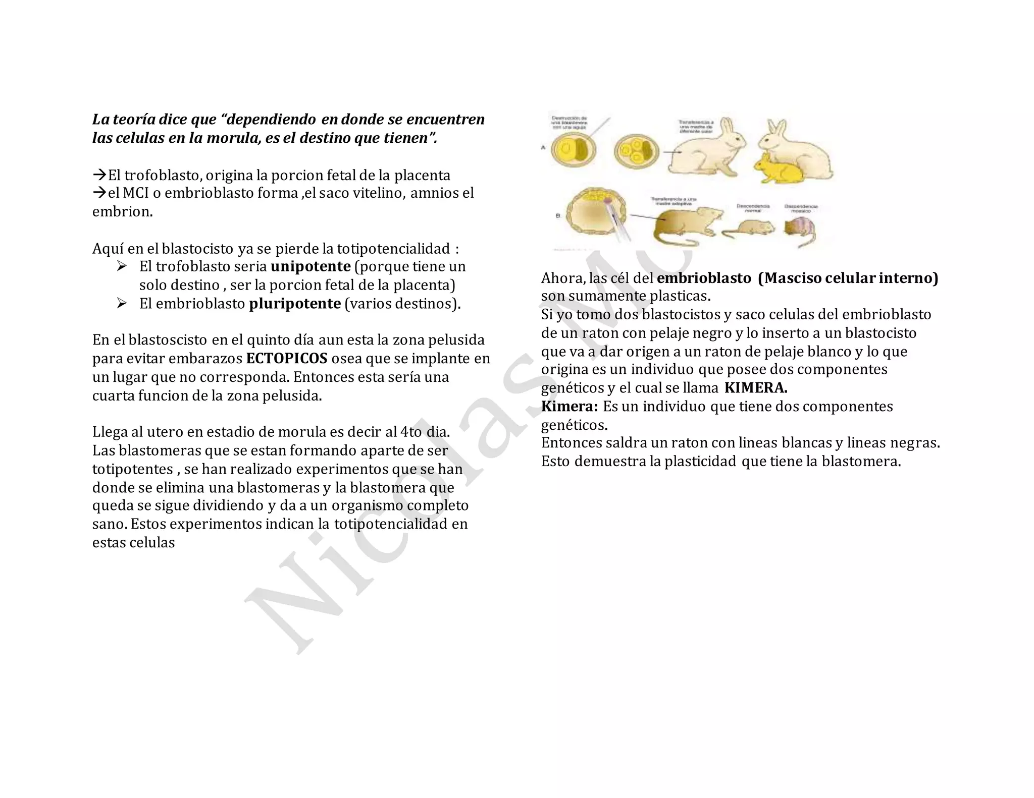 La teoría dice que “dependiendo en donde se encuentren
las celulas en la morula, es el destino que tienen”.
El trofoblasto, origina la porcion fetal de la placenta
el MCI o embrioblasto forma ,el saco vitelino, amnios el
embrion.
Aquí en el blastocisto ya se pierde la totipotencialidad :
 El trofoblasto seria unipotente (porque tiene un
solo destino , ser la porcion fetal de la placenta)
 El embrioblasto pluripotente (varios destinos).
En el blastoscisto en el quinto día aun esta la zona pelusida
para evitar embarazos ECTOPICOS osea que se implante en
un lugar que no corresponda. Entonces esta sería una
cuarta funcion de la zona pelusida.
Llega al utero en estadio de morula es decir al 4to dia.
Las blastomeras que se estan formando aparte de ser
totipotentes , se han realizado experimentos que se han
donde se elimina una blastomeras y la blastomera que
queda se sigue dividiendo y da a un organismo completo
sano. Estos experimentos indican la totipotencialidad en
estas celulas
Ahora, las cél del embrioblasto (Masciso celular interno)
son sumamente plasticas.
Si yo tomo dos blastocistos y saco celulas del embrioblasto
de un raton con pelaje negro y lo inserto a un blastocisto
que va a dar origen a un raton de pelaje blanco y lo que
origina es un individuo que posee dos componentes
genéticos y el cual se llama KIMERA.
Kimera: Es un individuo que tiene dos componentes
genéticos.
Entonces saldra un raton con lineas blancas y lineas negras.
Esto demuestra la plasticidad que tiene la blastomera.
 