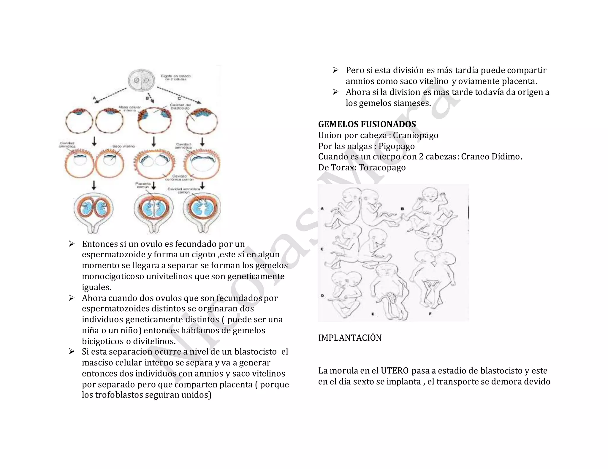  Entonces si un ovulo es fecundado por un
espermatozoide y forma un cigoto ,este si en algun
momento se llegara a separar se forman los gemelos
monocigoticoso univitelinos que son geneticamente
iguales.
 Ahora cuando dos ovulos que son fecundadospor
espermatozoides distintos se orginaran dos
individuos geneticamente distintos ( puede ser una
niña o un niño) entonces hablamos de gemelos
bicigoticos o divitelinos.
 Si esta separacion ocurre a nivel de un blastocisto el
masciso celular interno se separa y va a generar
entonces dos individuos con amnios y saco vitelinos
por separado pero que comparten placenta ( porque
los trofoblastos seguiran unidos)
 Pero si esta división es más tardía puede compartir
amnios como saco vitelino y oviamente placenta.
 Ahora si la division es mas tarde todavía da origen a
los gemelos siameses.
GEMELOS FUSIONADOS
Union por cabeza : Craniopago
Por las nalgas : Pigopago
Cuando es un cuerpo con 2 cabezas: Craneo Dídimo.
De Torax: Toracopago
IMPLANTACIÓN
La morula en el UTERO pasa a estadio de blastocisto y este
en el dia sexto se implanta , el transporte se demora devido
 