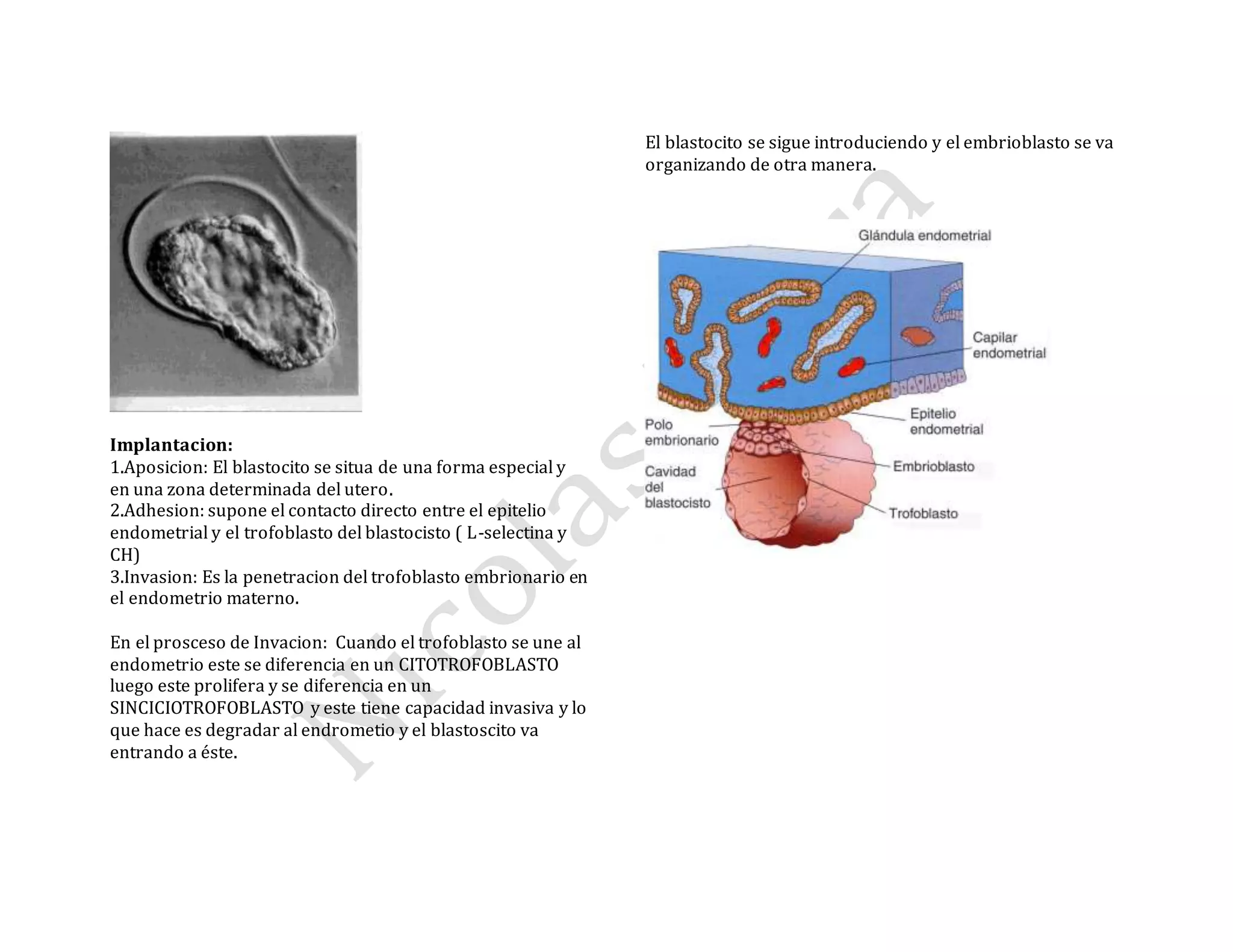 Implantacion:
1.Aposicion: El blastocito se situa de una forma especial y
en una zona determinada del utero.
2.Adhesion: supone el contacto directo entre el epitelio
endometrial y el trofoblasto del blastocisto ( L-selectina y
CH)
3.Invasion: Es la penetracion del trofoblasto embrionario en
el endometrio materno.
En el prosceso de Invacion: Cuando el trofoblasto se une al
endometrio este se diferencia en un CITOTROFOBLASTO
luego este prolifera y se diferencia en un
SINCICIOTROFOBLASTO y este tiene capacidad invasiva y lo
que hace es degradar al endrometio y el blastoscito va
entrando a éste.
El blastocito se sigue introduciendo y el embrioblasto se va
organizando de otra manera.
 