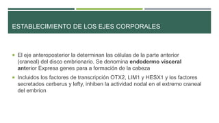 ESTABLECIMIENTO DE LOS EJES CORPORALES
 El eje anteroposterior la determinan las células de la parte anterior
(craneal) del disco embrionario. Se denomina endodermo visceral
anterior Expresa genes para a formación de la cabeza
 Incluidos los factores de transcripción OTX2, LIM1 y HESX1 y los factores
secretados cerberus y lefty, inhiben la actividad nodal en el extremo craneal
del embrion
 