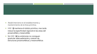  Nodal interviene en el establecimiento y
mantenimiento de la línea primitiva.
 HNF-3β mantiene el nódulo primitivo, mas tarde
induce la especificidad regional en las áreas del
prosencéfalo y mesencéfalo
 Sin HNF-3β los embriones no consiguen
grastrular adecuadamente y carecen de
estructuras prosencefálicas y mesencefálicas
 