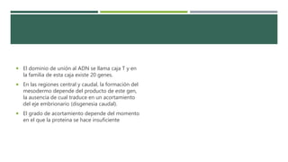  El dominio de unión al ADN se llama caja T y en
la familia de esta caja existe 20 genes.
 En las regiones central y caudal, la formación del
mesodermo depende del producto de este gen,
la ausencia de cual traduce en un acortamiento
del eje embrionario (disgenesia caudal).
 El grado de acortamiento depende del momento
en el que la proteína se hace insuficiente
 