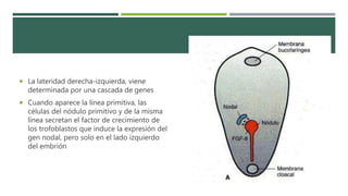  La lateridad derecha-izquierda, viene
determinada por una cascada de genes
 Cuando aparece la línea primitiva, las
células del nódulo primitivo y de la misma
línea secretan el factor de crecimiento de
los trofoblastos que induce la expresión del
gen nodal, pero solo en el lado izquierdo
del embrión
 