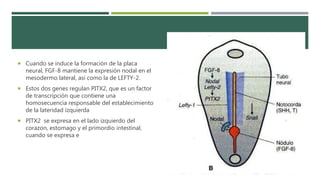  Cuando se induce la formación de la placa
neural, FGF-8 mantiene la expresión nodal en el
mesodermo lateral, asi como la de LEFTY-2.
 Estos dos genes regulan PITX2, que es un factor
de transcripción que contiene una
homosecuencia responsable del establecimiento
de la lateridad izquierda
 PITX2 se expresa en el lado izquierdo del
corazon, estomago y el primordio intestinal,
cuando se expresa e
 