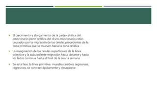 El crecimiento y alargamiento de la parte cefálica del
embrionario parte cefálica del disco embrionario están
causados por la migración de las células procedentes de la
línea primitiva que se mueven hacia la zona cefálica
 La invaginación de las células superficiales de la línea
primitiva y la subsiguiente migración hacia delante y hacia
los lados continua hasta el final de la cuarta semana
 En esta fase, la línea primitiva muestra cambios regresivos,
regresivos, se contrae rápidamente y desaparece
 