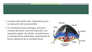  La placa precordal será importante para
la inducción del procencefalo
 La membrana buco faringea, extremo
craneal del disco, esta formada por una
pequeña región de células ectodermicas
y endodermicas adheridas, representan la
futura abertura de la cavidad bucal
 