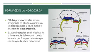 FORMACIÓN LA NOTOCORDA
 Células prenotocordales se han
invaginado en el nódulo primitivo,
se desplazan por la línea media y
alcanzan la placa precordal.
 Estas se intercalan en el hipoblasto,
la línea media del embrión queda
formada por 2 capas celulares que
constituyen la placa notocordal
 