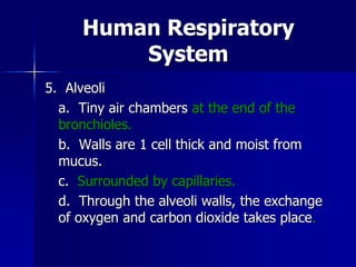 Human Respiratory
System
5. Alveoli
a. Tiny air chambers at the end of the
bronchioles.
b. Walls are 1 cell thick and mois...