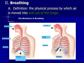 II. Breathing
A. Definition: the physical process by which air
is moved into and out of the lungs.
Air inhaled
Diaphragm
R...