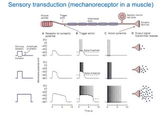 sensory system.ppt