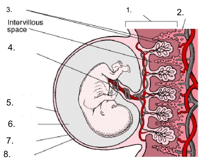 Sexual Intercourse In Humans