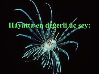 Hayatta en değerli üç şey:
 