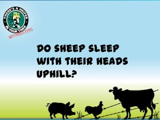 Do sheep sleep
with their heads
uphill?

 