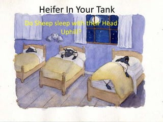 Heifer In Your Tank
Do Sheep sleep with their Head
Uphill?

 