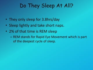 3sheepsleep | PPTX