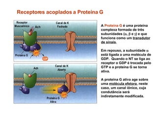 Receptores acoplados a Proteína G A  Proteína G  é uma proteína complexa formada de três subunidades (  ,    e   ) e que funciona como um  transdutor de sinais . Em repouso, a subunidade    está ligada a uma molécula de GDP.  Quando o NT se liga ao  receptor o GDP é trocada pelo GTP e a proteína G se torna ativa.  A proteína G ativa age sobre uma  molécula efetora , neste caso, um canal iônico, cuja condutância será indiretamente modificada.  