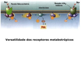 Versatilidade dos receptores metabotrópicos 