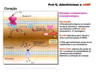Receptor metabotrópico     noradrenérgico MECANISMO   A Noradrenalina liga-se ao receptor do tipo     ativando a   adenilciclase que hidrolisa o ATP em  cAMP  produzindo o  2 o  mensageiro. O  cAMP  difunde-se até o citosol e ativa a enzima quinase A (PKA).  A PKA age fosforilando canais de Ca modificando a sua condutância.  RESULTADO : abertura de canais de Ca ++  e aumento de excitabilidade da membrana pós-sináptica.  Estimula a contração do coração.  Prot G, Adenilciclase e  cAMP  Coração http ://www. blackwellpublishing .com/ matthews / neurotrans . html 