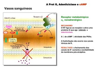 A Prot G, Adenilciclase e  cAMP  Receptor metabotrópico   2   noradrenérgico MECANISMO   O NT liga-se ao receptor e ativa uma proteína G que age  inibindo   a  adenilciclase . A     de cAMP    atividade das PKAs.  A fosforilação não ocorre nos canais iônicos de K.  RESULTADO : o fechamento dos canais de K +  aumenta a excitabilidade da membrana pós-sináptica.  Vasos sanguineos 