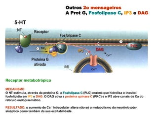 Outros  2o mensageiros A Prot G,  Fosfolipase C ,  IP3  e  DAG Receptor metabotrópico  MECANISMO   O NT estimula, através da proteína G, a  Fosfolipase C  (PLC) enzima que hidrolisa o inositol fosfolipídio em  IP3  e  DAG.  O DAG ativa a  proteína quinase C  (PKC) e o IP3 abre canais de Ca do reticulo endoplasmático. RESULTADO : o aumento de Ca ++  intracelular   altera não só o metabolismo do neurônio pós-sináptico como também da sua excitabilidade.  5-HT 