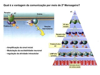 Qual é a vantagem da comunicação por meio de 2º Mensageiro? - Amplificação do sinal inicial Modulação da excitabilidade neuronal regulação da atividade intracelular 