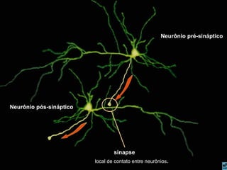 Neurônio pré-sináptico Neurônio pós-sináptico sinapse local de contato entre neurônios . 