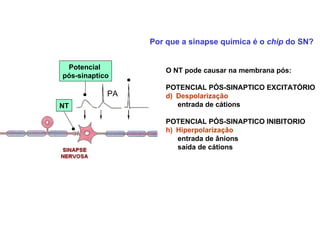 PA Potencial  pós-sinaptico NT Por que a sinapse química é o  chip  do SN? O NT pode causar na membrana pós: POTENCIAL PÓS-SINAPTICO EXCITATÓRIO  Despolarização entrada de cátions POTENCIAL PÓS-SINAPTICO INIBITORIO  Hiperpolarizaçâo entrada de ânions saída de cátions 