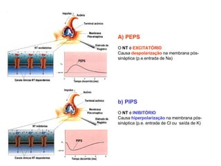 A) PEPS O  NT  é  EXCITATÓRIO Causa  despolarização  na membrana pós-sináptica (p.e.entrada de Na) b) PIPS O  NT  é  INIBITÓRIO Causa  hiperpolarização  na membrana pós-sináptica (p.e. entrada de Cl ou  saída de K) 