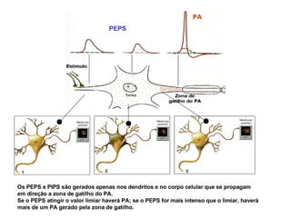 Os PEPS e PIPS são gerados apenas nos dendritos e no corpo celular que se propagam em direção a zona de gatilho do PA.  Se o PEPS atingir o valor limiar haverá PA; se o PEPS for mais intenso que o limiar, haverá mais de um PA gerado pela zona de gatilho.  PEPS PA 