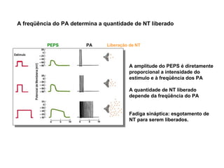 A amplitude do PEPS é diretamente proporcional a intensidade do estimulo e à freqüência dos PA A quantidade de NT liberado depende da freqüência do PA Fadiga sináptica: esgotamento de NT para serem liberados.  PEPS PA Liberação de NT A freqüência do PA determina a quantidade de NT liberado  