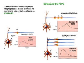 SOMAÇAO DE PEPS O mecanismo de combinação (ou integração) dos sinais elétricos na membrana pós-sináptica chama-se  SOMAÇÃO.   