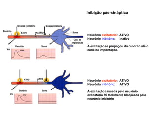 Neurônio  excitatório :  ATIVO Neurônio  inibitório :  inativo A excitação se propagou do dendrito até o cone de implantação.  Neurônio  excitatório :  ATIVO Neurônio  inibitório :  ATIVO A excitação causada pelo neurônio excitatório foi totalmente bloqueada pelo neurônio inibitório Inibição pós-sináptica 