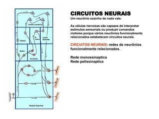 CIRCUITOS NEURAIS Um neurônio sozinho de nada vale. As células nervosas são capazes de interpretar estímulos sensoriais ou produzir comandos motores porque vários neurônios funcionalmente relacionados estabelecem circuitos neurais.  CIRCUITOS NEURAIS : redes de neurônios funcionalmente relacionados. Rede monossinaptica Rede polissinaptica 