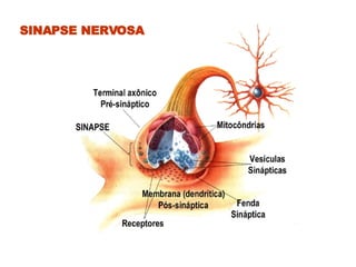SINAPSE NERVOSA 