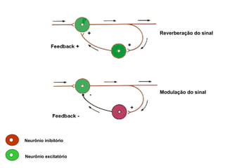 Reverberação do sinal Modulação do sinal Neurônio inibitório Neurônio excitatório 