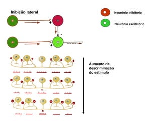 Aumento da  descriminação  do estimulo Neurônio inibitório Neurônio excitatório 
