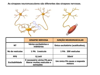 As sinapses neuromusculares são diferentes das sinapses nervosas. JUNÇÃO NEUROMUSCULAR SINAPSE NERVOSA 50mV 0,1mV PPS Um único PA causa a resposta motora É necessário vários PA para liberar muitas vesículas e somações  Excitabilidade 1 PA:  200 vesículas 1 PA:  1vesicula No de vesículas Ùnico excitatório (acetilcolina),  Vários excitatórios e inibitórios NT 