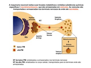 A maquinaria neuronal realiza suas funções metabólicas e sintetiza substâncias químicas especificas =  neurotransmissores ,  que são armazenadas em  vesículas . As vesículas são transportadas e armazenadas nos terminais nervosos de onde são  secretadas.   NT de baixo PM:  sintetizados e armazenados nos terminais nervosos NT de alto PM:  sintetizados no corpo celular, transportados para os terminais onde são armazenados 